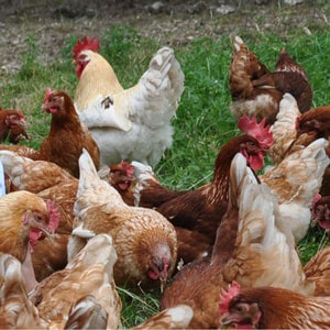 Hühner am Pürcherhof